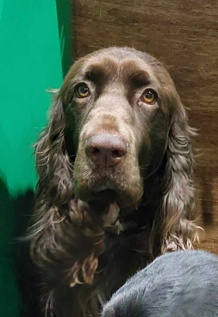 Bogdogs Brynnyth at Winsbrook "George"
